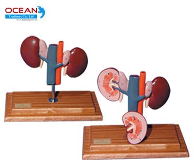 Mô hình thận cừu